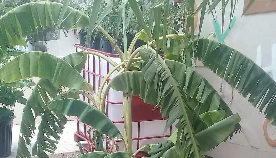 Aruba Backpackers Apartment Oranjestad